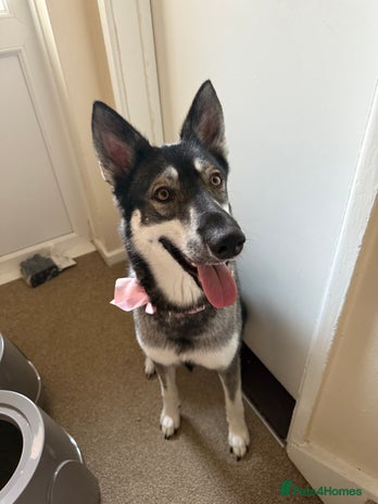 Mixed Breed dogs - Advert 1