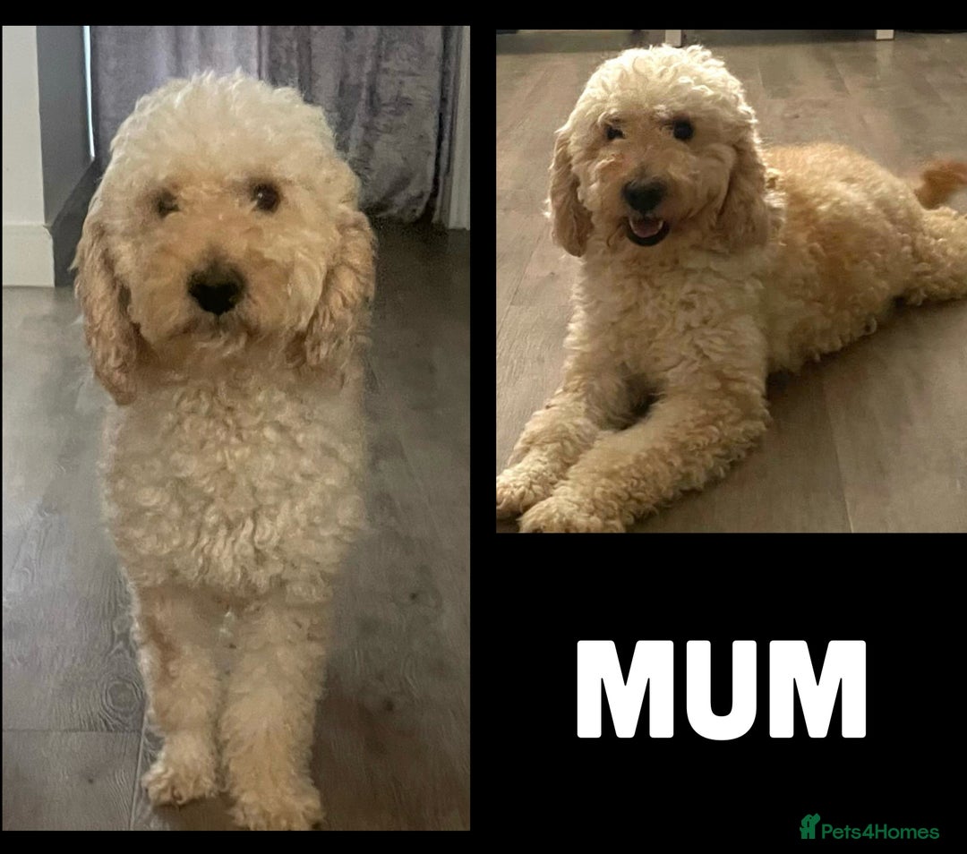 Goldendoodle dogs for sale: Miniature Golden Doodle pups - Image 9