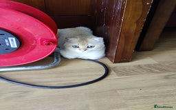 Scottish Fold cats for sale: Scottish Fold girl & Straight boy, 1 yr siblings - Image 3