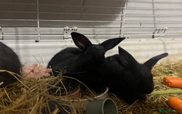 Mini Lion Lop rabbits for sale: lionlop baby bunny’s  - Image 3