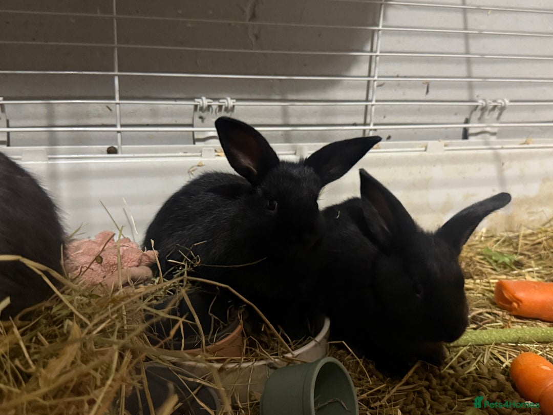 Mini Lion Lop rabbits for sale: lionlop baby bunny’s  - Image 3
