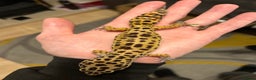 Leopard Gecko reptiles for sale: 3 year old leopard gecko complete setup.  - Advert 5
