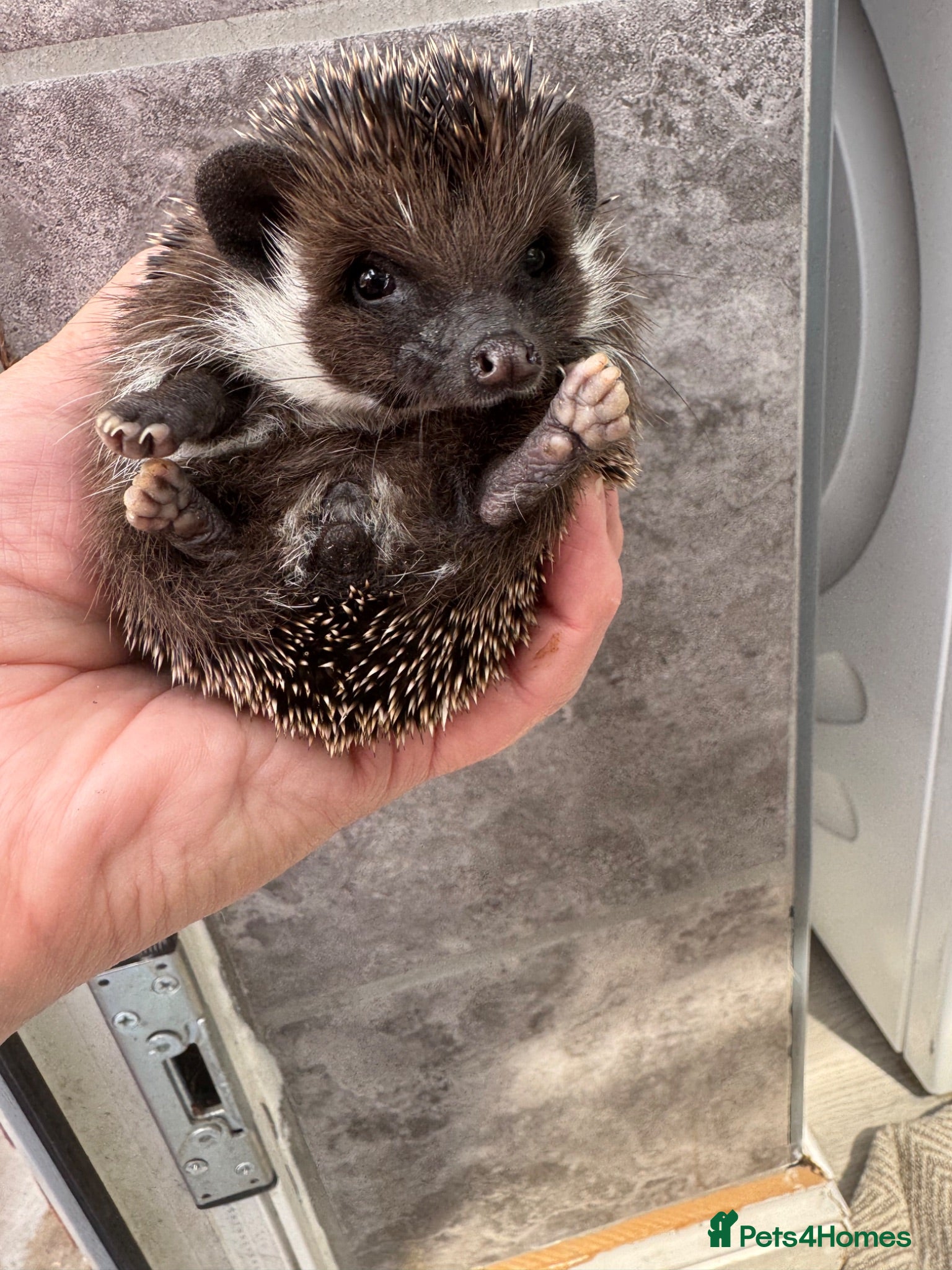Pygmy Hedgehog rodents 9wk old  APH hoglets /friendly/  take home today  - Advert 1