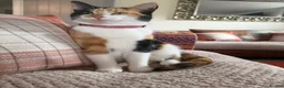 Mixed Breed cats for sale: Calico female 1 year Old in Stanley - Advert 6