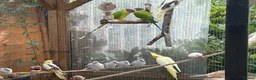 Cockatiels birds for sale: Various cockatiels for sale in Southampton - Advert 3