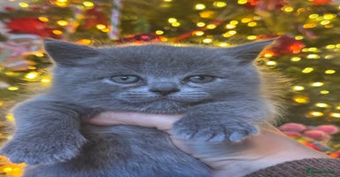 Scottish Fold cats Beautiful British Shorthair Scottish Fold Kittens - Advert 5