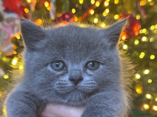 Scottish Fold cats Beautiful British Shorthair Scottish Fold Kittens - Advert 10