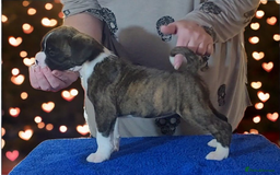 Boxer dogs for sale: KC Registered Boxer Puppies - Image 2