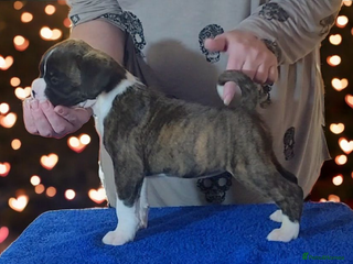 Boxer dogs - Advert 1