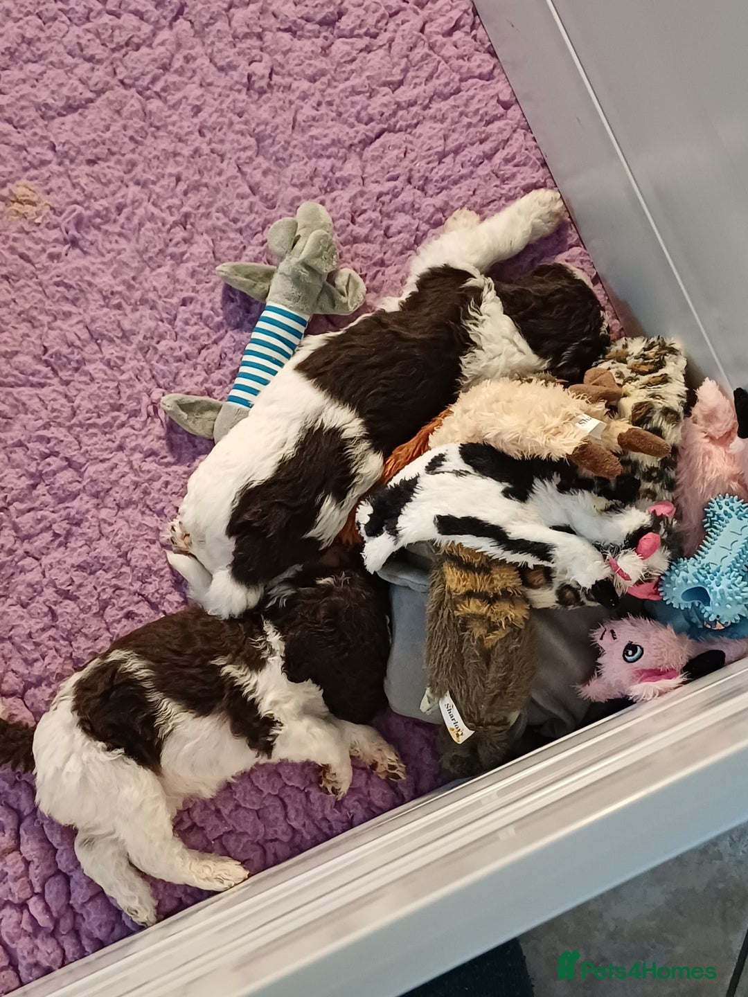 Labradoodle dogs for sale: Lovable F3B Parti Labeadoodle Puppies  - Advert 32