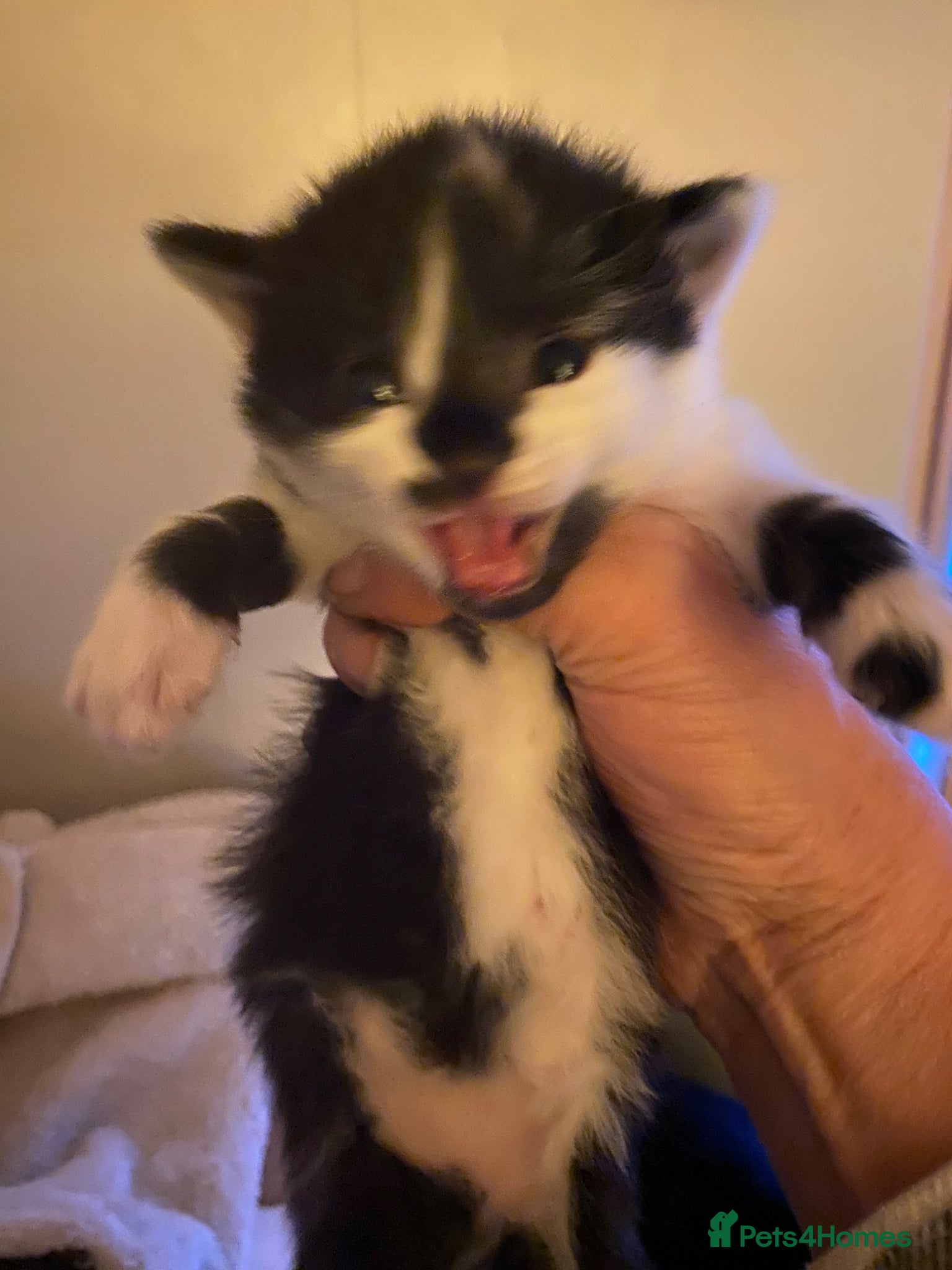 Mixed Breed cats Black and white still available  - Advert 20