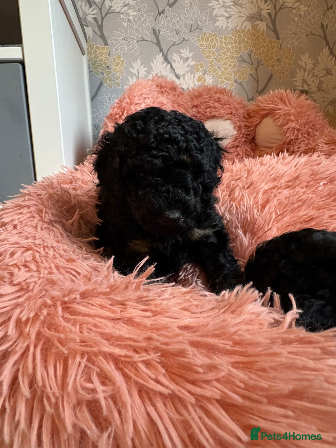 Cockapoo dogs for sale: Gorgeous F1B cockapoo  - Advert 12