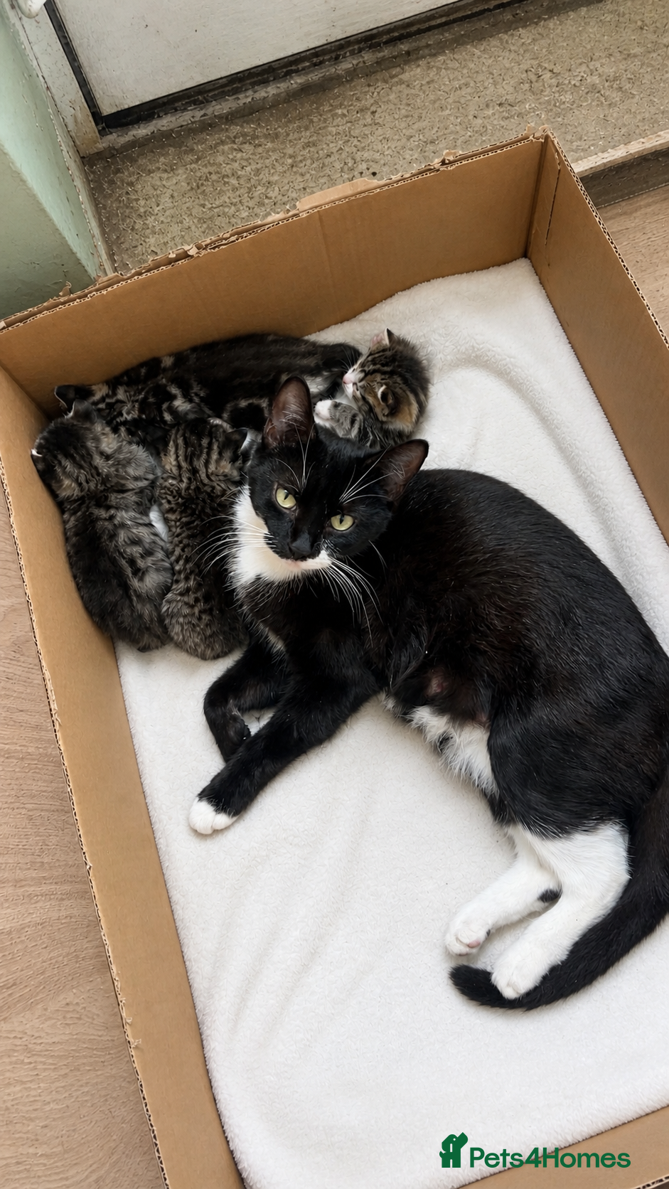Mixed Breed cats Kittens  - Advert 4