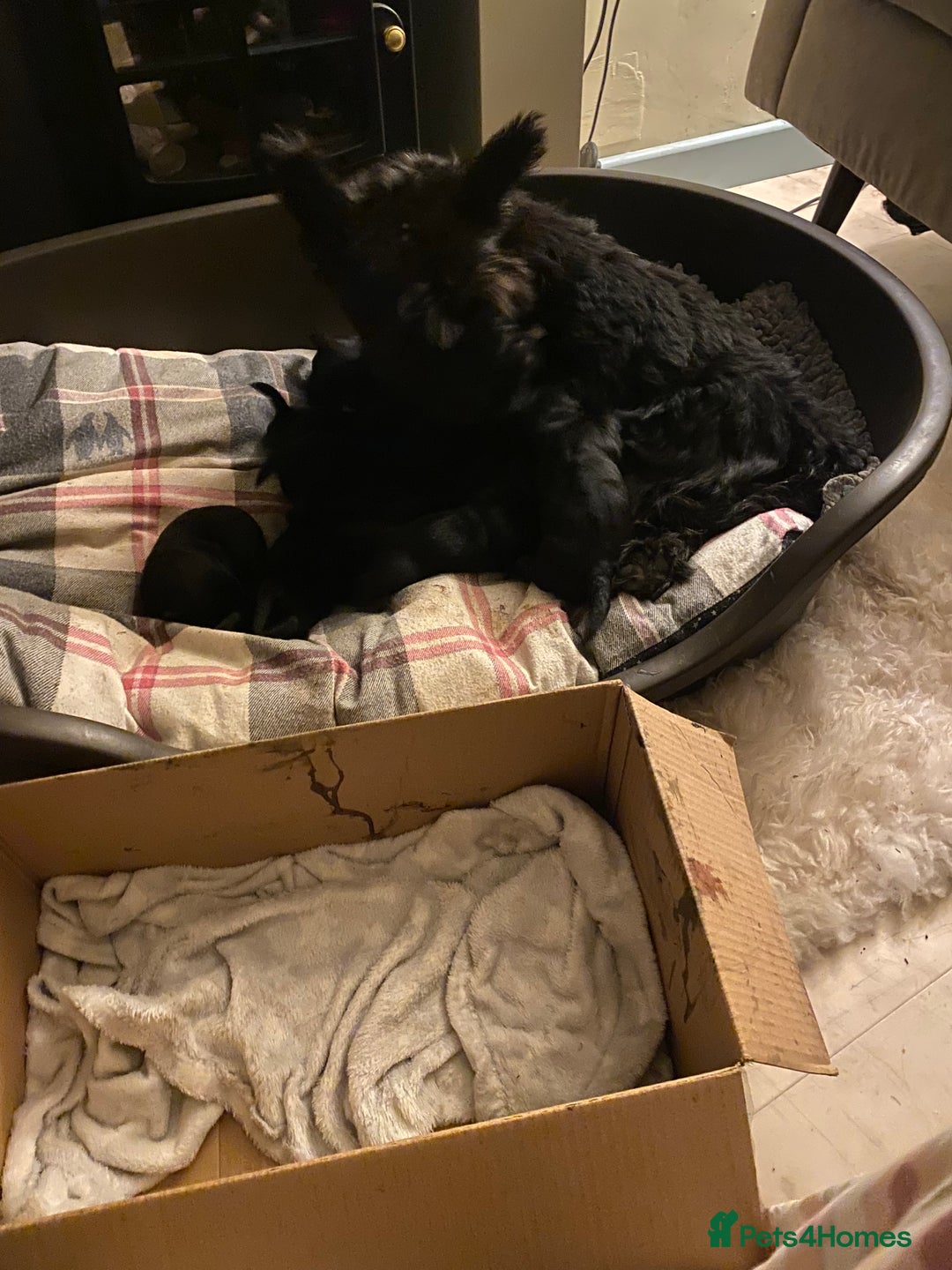 Scottish Terrier dogs for sale: Scottish terriers puppies - Advert 10