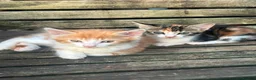 Mixed Breed cats for sale: Mixed breed kittens - Advert 4