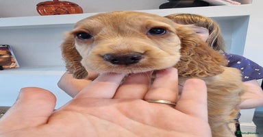 Cocker Spaniel dogs - Advert 6