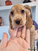Cocker Spaniel dogs - Advert 5