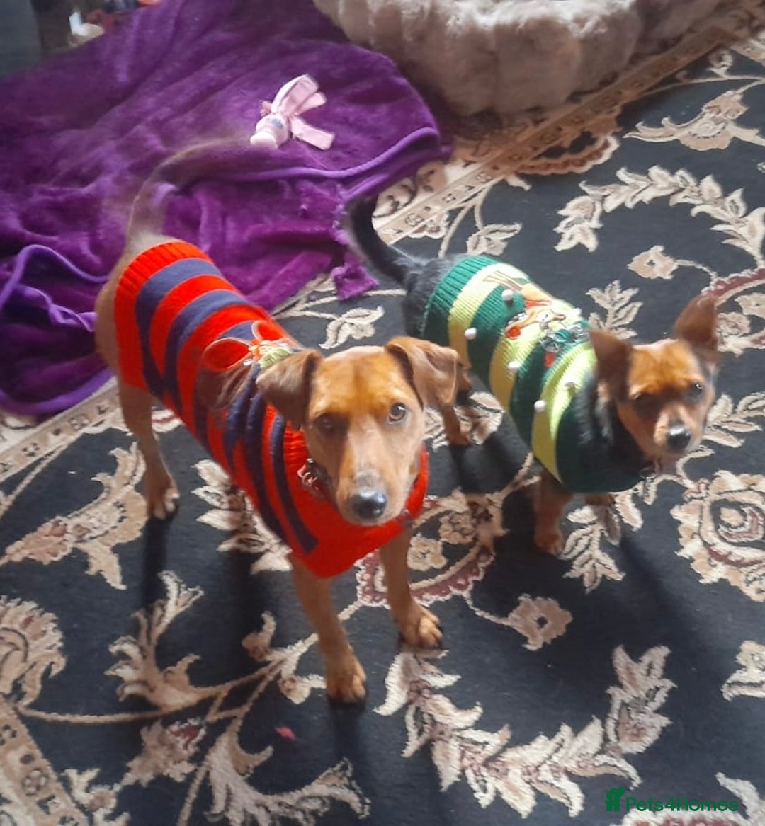 Fox Terrier dogs for adoption: Sweet Felix Needs LOVE - Advert 19