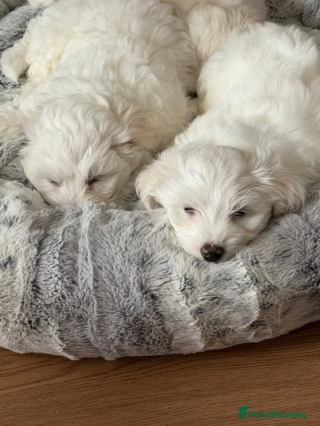 Mixed Breed dogs for sale: 🐾 Adorable Bichon Maltese Puppies For Sale 🐾  - Advert 10