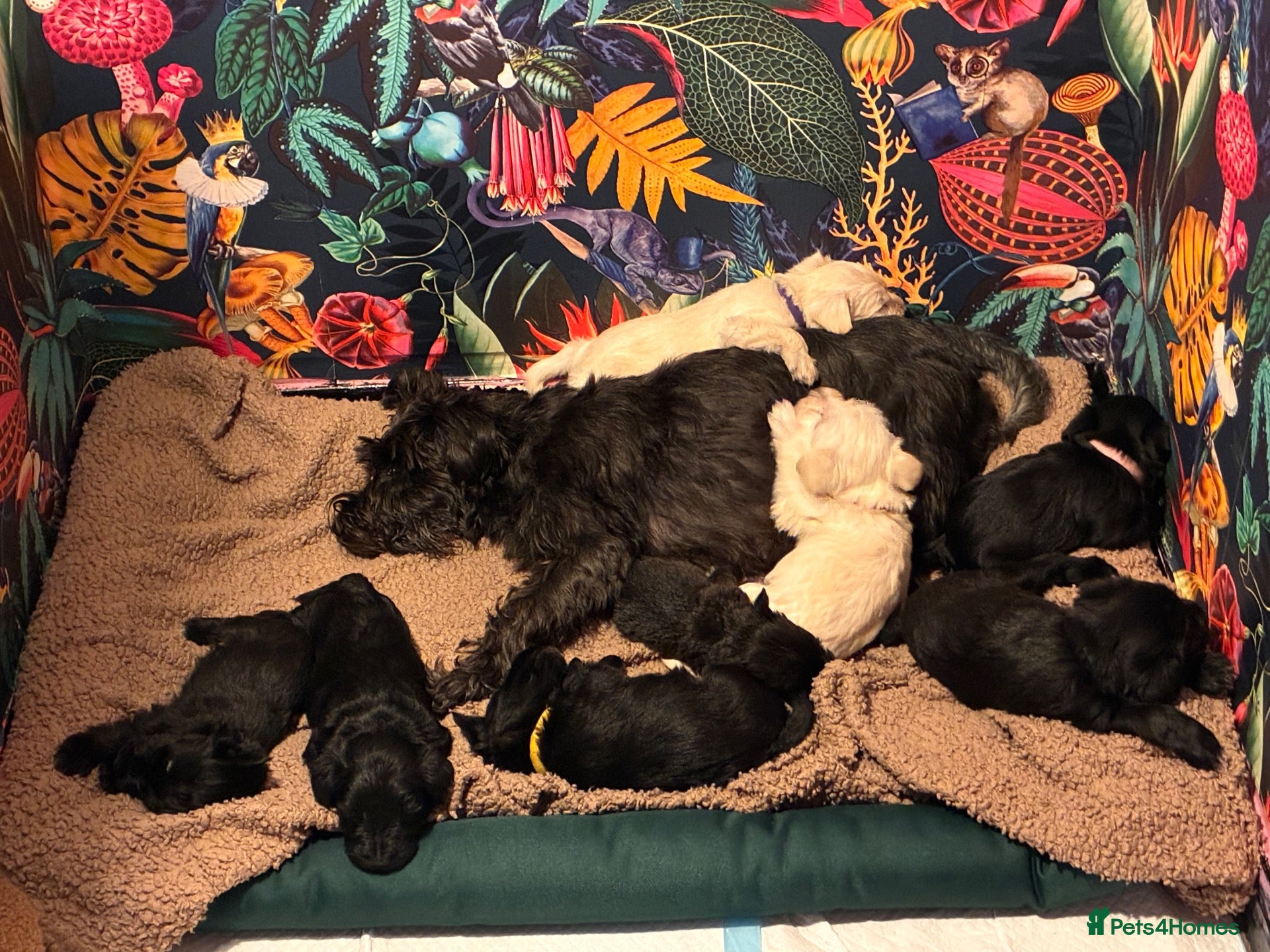 Miniature Schnauzer dogs for sale: Gorgeous Miniature Schnauzer puppies  - Advert 6