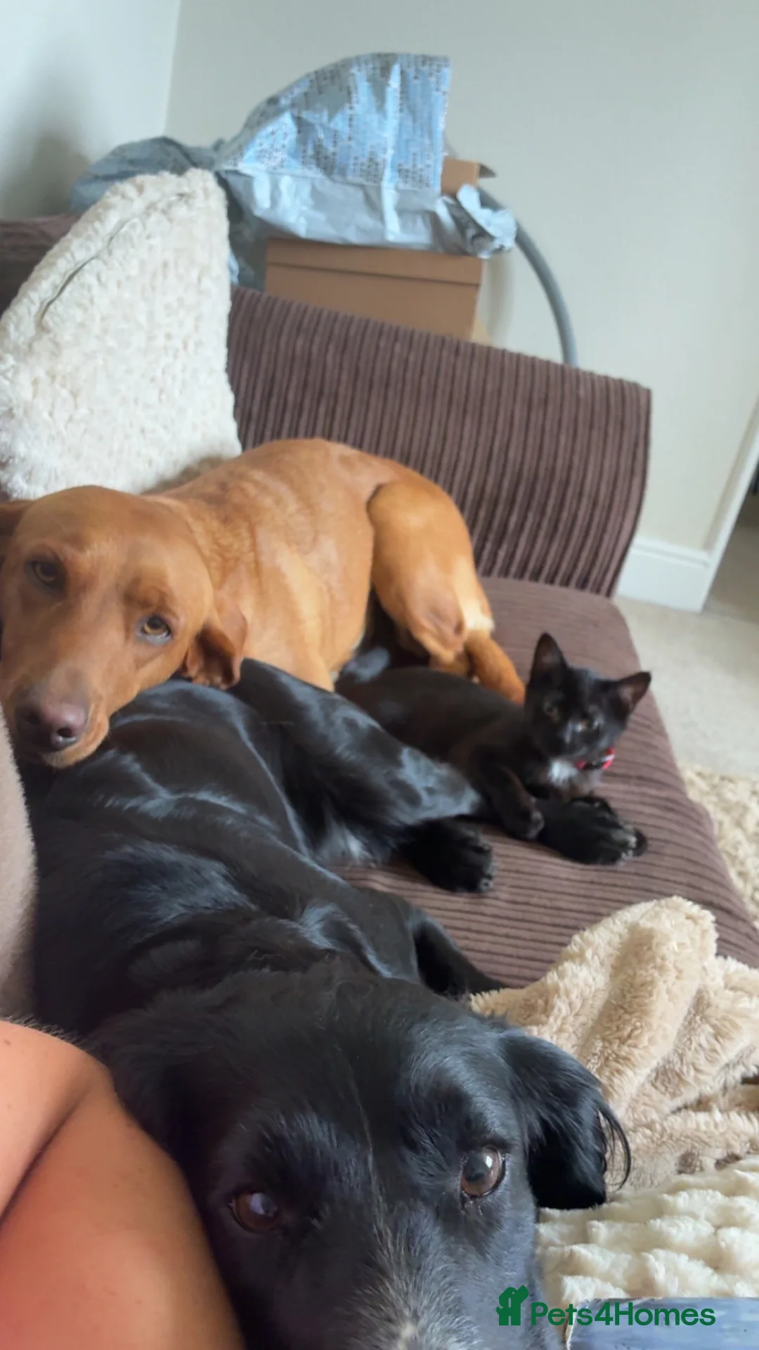 Mixed Breed cats for sale: 8 week old kitten very striking 🖤🩶 in York - Advert 2