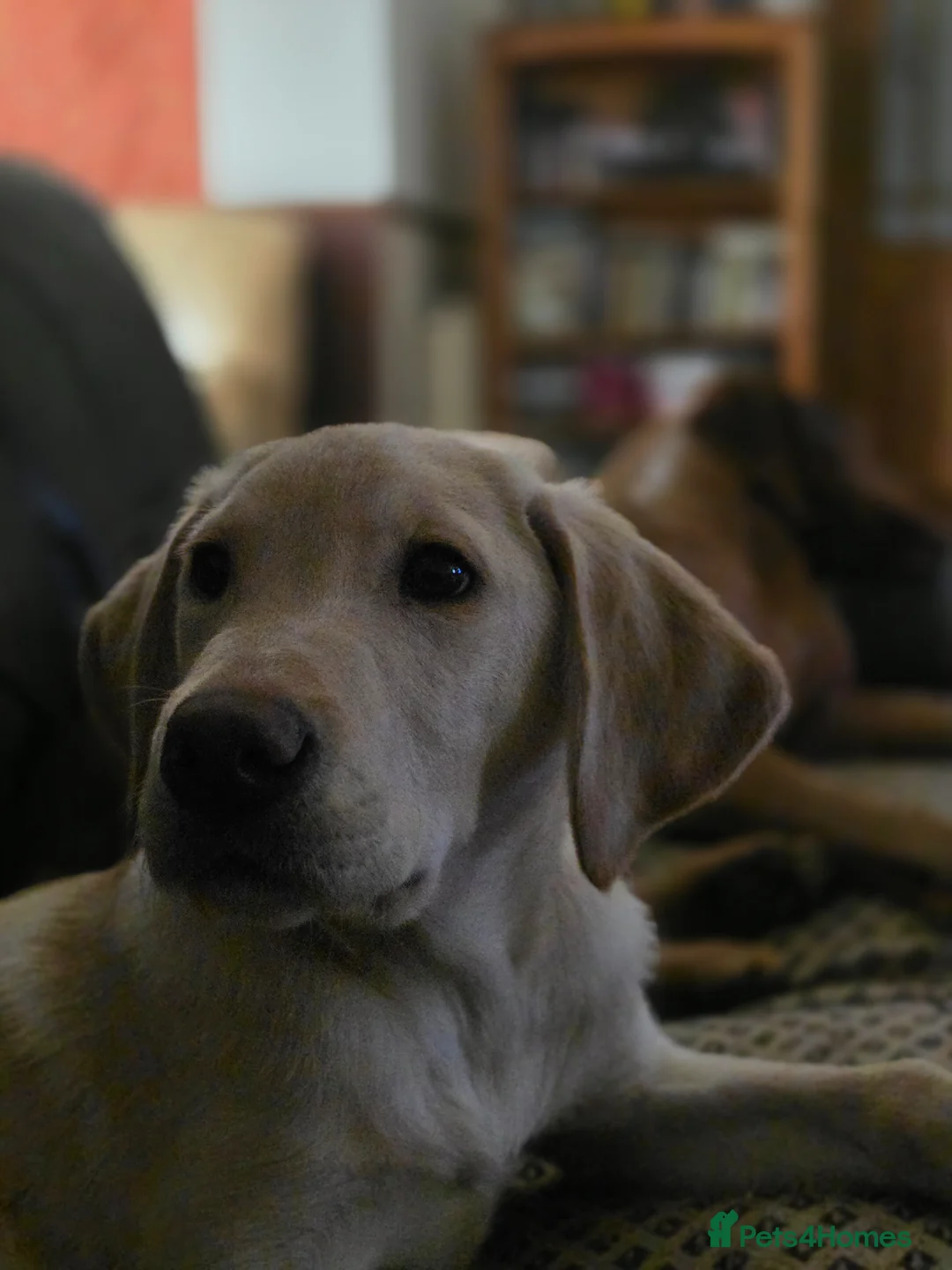 Labrador Retriever dogs for sale: Labrador Dog Pup  - Advert 3