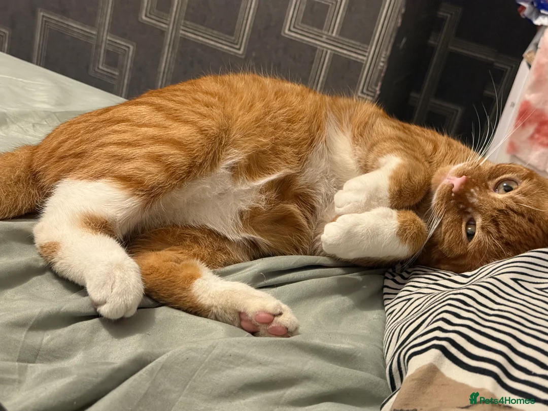 American Shorthair cats for sale: Lovely friendly cats looking for new home. - Advert 2