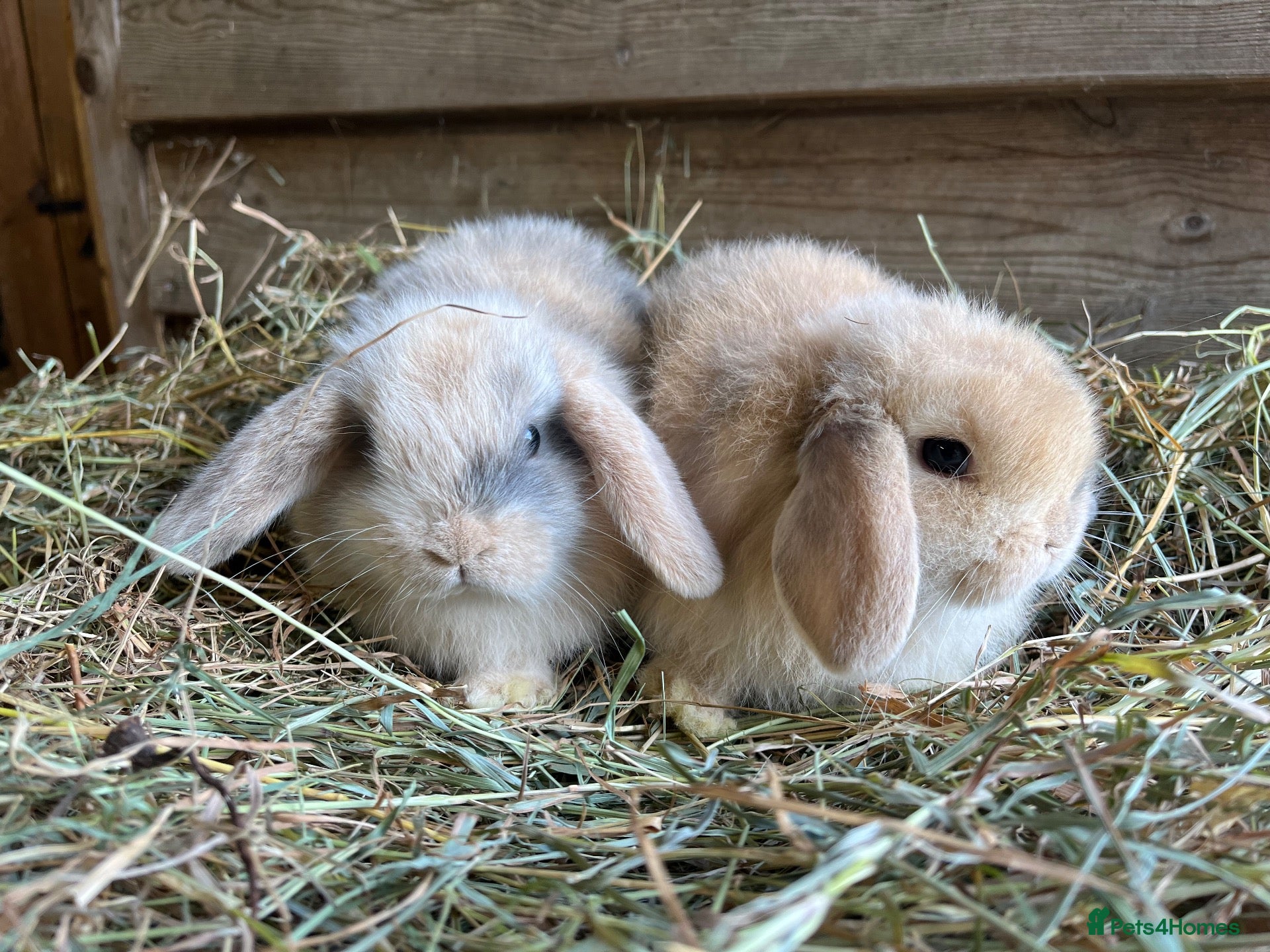 Mini Lop rabbits Gorgeous pure Mini lops  - Advert 1