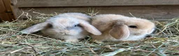 Mini Lop rabbits for sale: Gorgeous pure Mini lops  - Advert 1