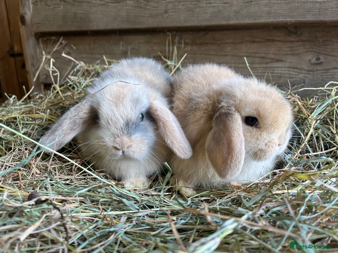 Mini Lop rabbits for sale: Gorgeous pure Mini lops  - Advert 1