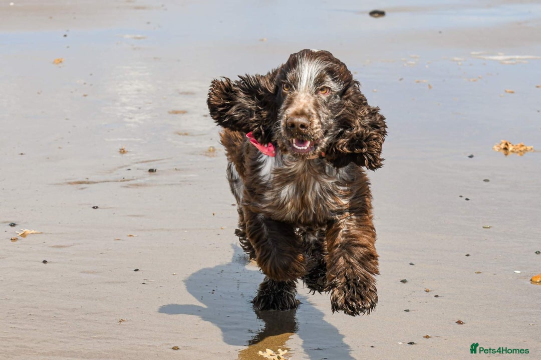 Cocker Spaniel dogs for sale: Stunning KC Reg Cocker Spaniel Pups Choco/Black - Image 29