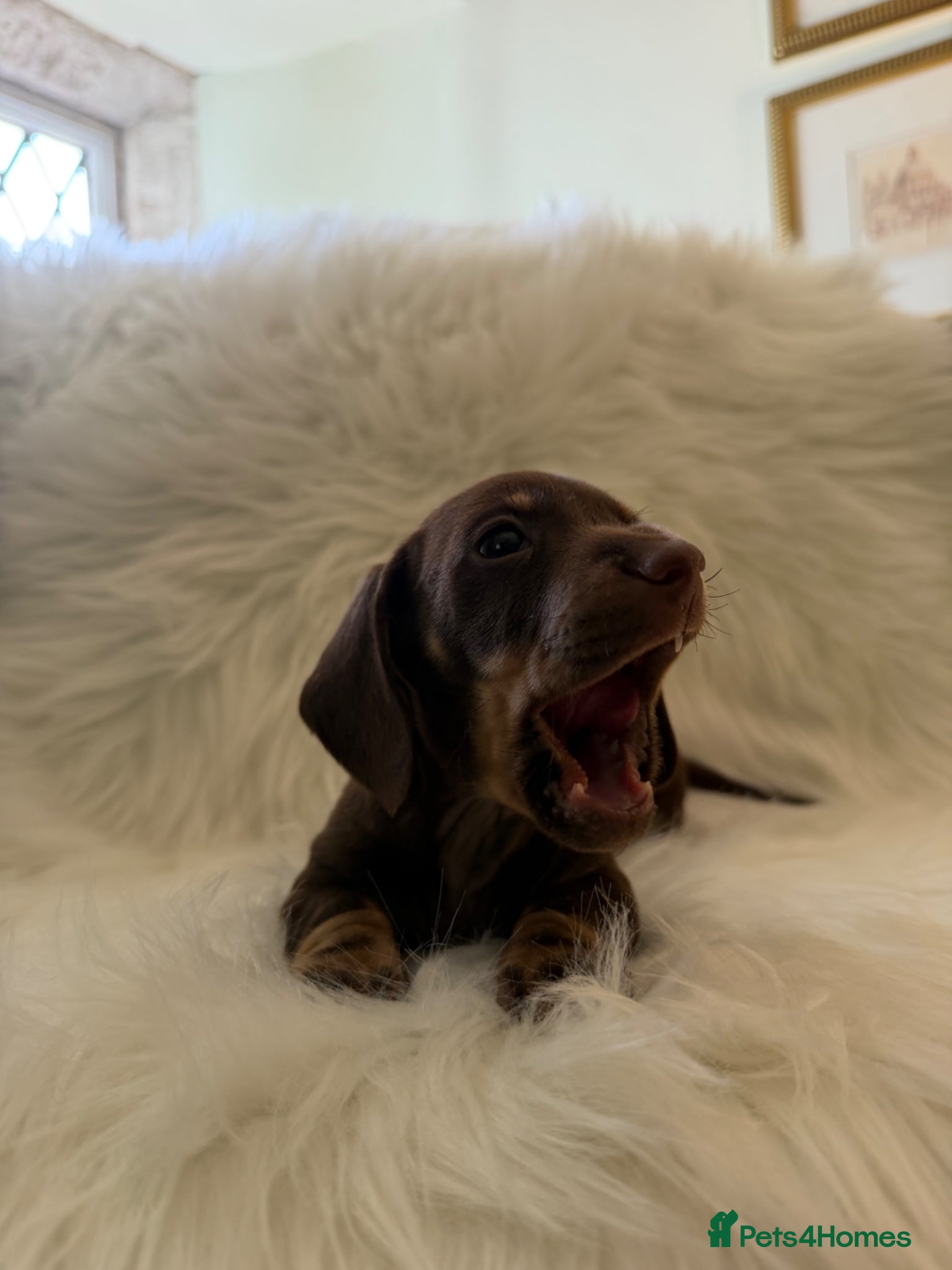 Miniature Dachshund dogs Miniature dachshund puppies - Advert 16