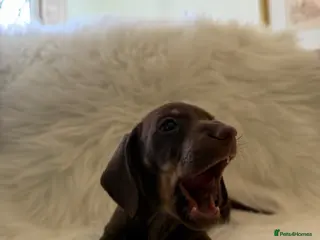 Miniature Dachshund dogs Miniature dachshund puppies - Advert 2