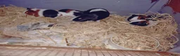 Guinea Pig rodents for sale: Baby females and males - Advert 1
