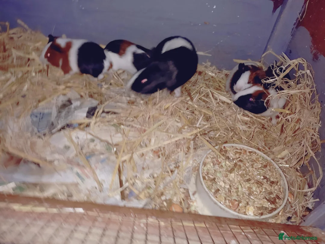 Guinea Pig rodents for sale: Baby females and males - Advert 1