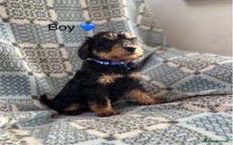 Mixed Breed dogs for sale: F1 MINI SCHNOODLE PUPPIES  - Image 13