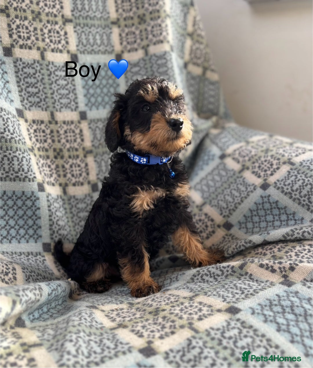 Mixed Breed dogs for sale: F1 MINI SCHNOODLE PUPPIES  - Image 13