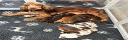 Cocker Spaniel dogs for sale: KC reg Show-type Chocolate & Choc Sable puppies in Brecon - Advert 26