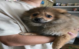 Pomeranian dogs for sale: Pomeranian  - Image 5