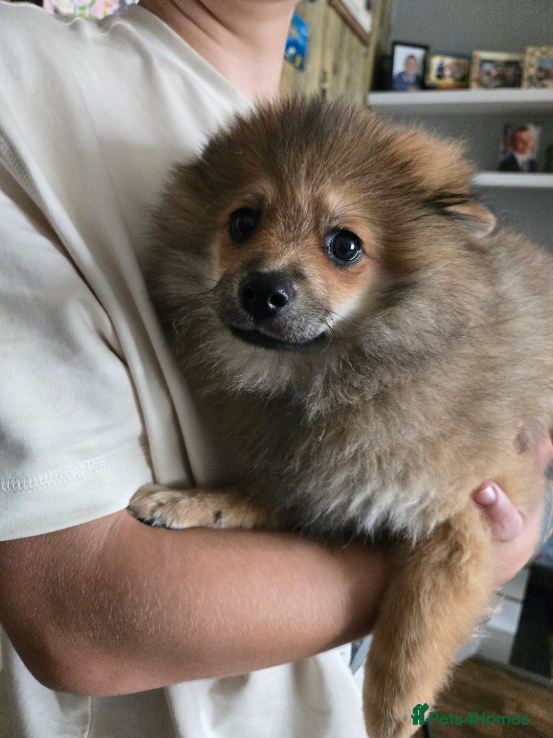 Pomeranian dogs for sale: Pomeranian  - Image 5