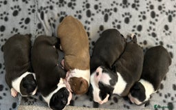 Boston Terrier dogs for sale: Beautiful Chunky KC Boston Terrier Puppies - Image 15