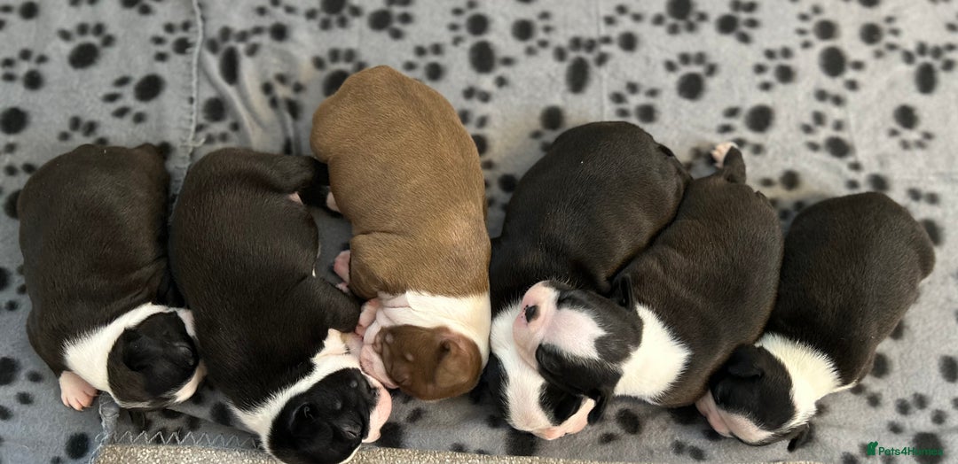 Boston Terrier dogs for sale: Beautiful Chunky KC Boston Terrier Puppies - Image 15