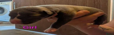 Whippet 5