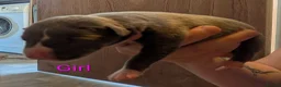 Whippet dogs for sale: KC REGISTERED WHIPPET PUPPIES – READY 31ST AUGUST - Advert 34