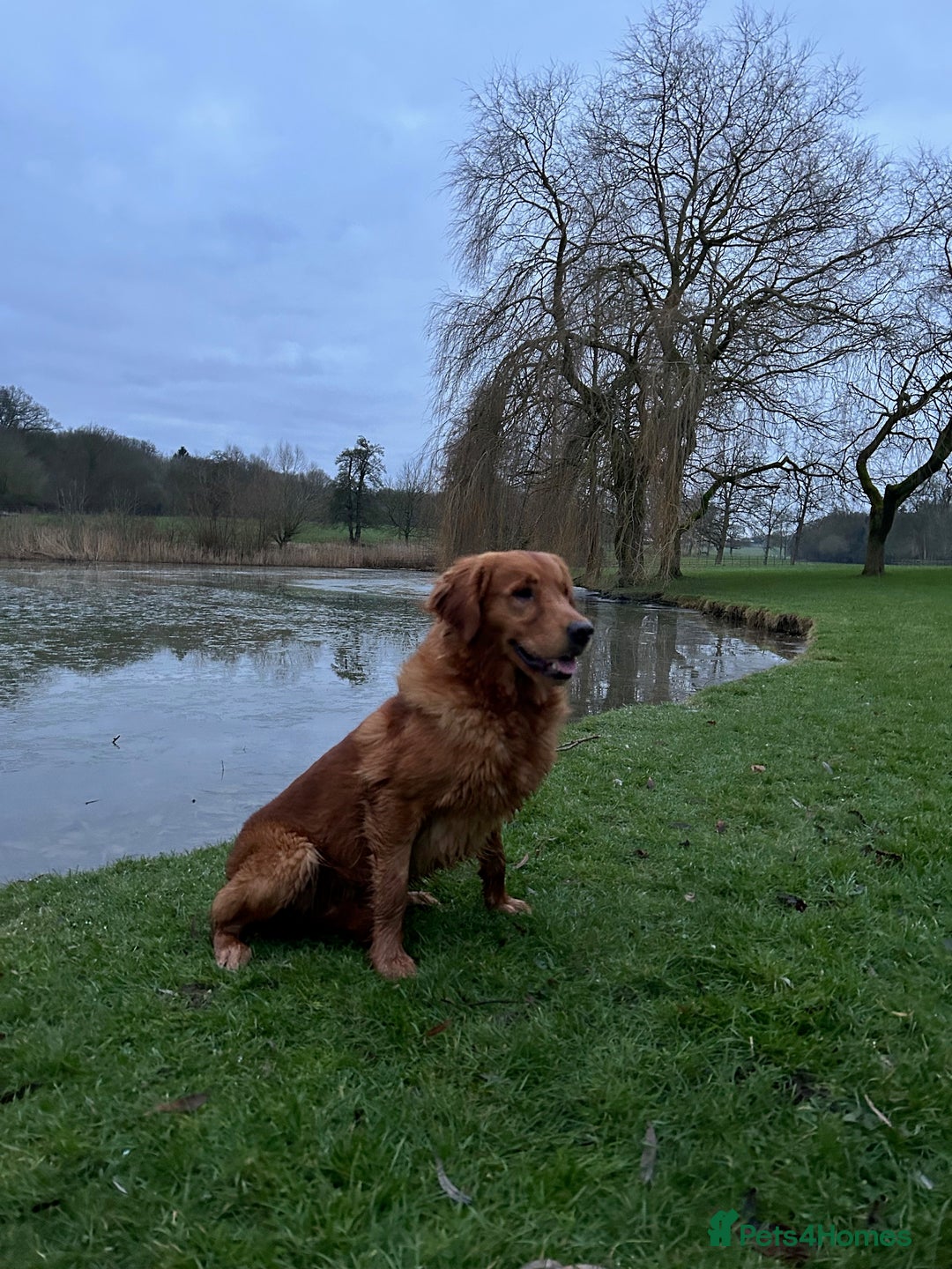 Golden Retriever dogs for stud: 0/0 Hips DNA Clear Handsome KC Reg Stud Dog in Newmarket - Advert 2