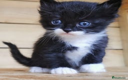 Siberian cats for sale: Registered, Unique Siberian kittens  - Image 7