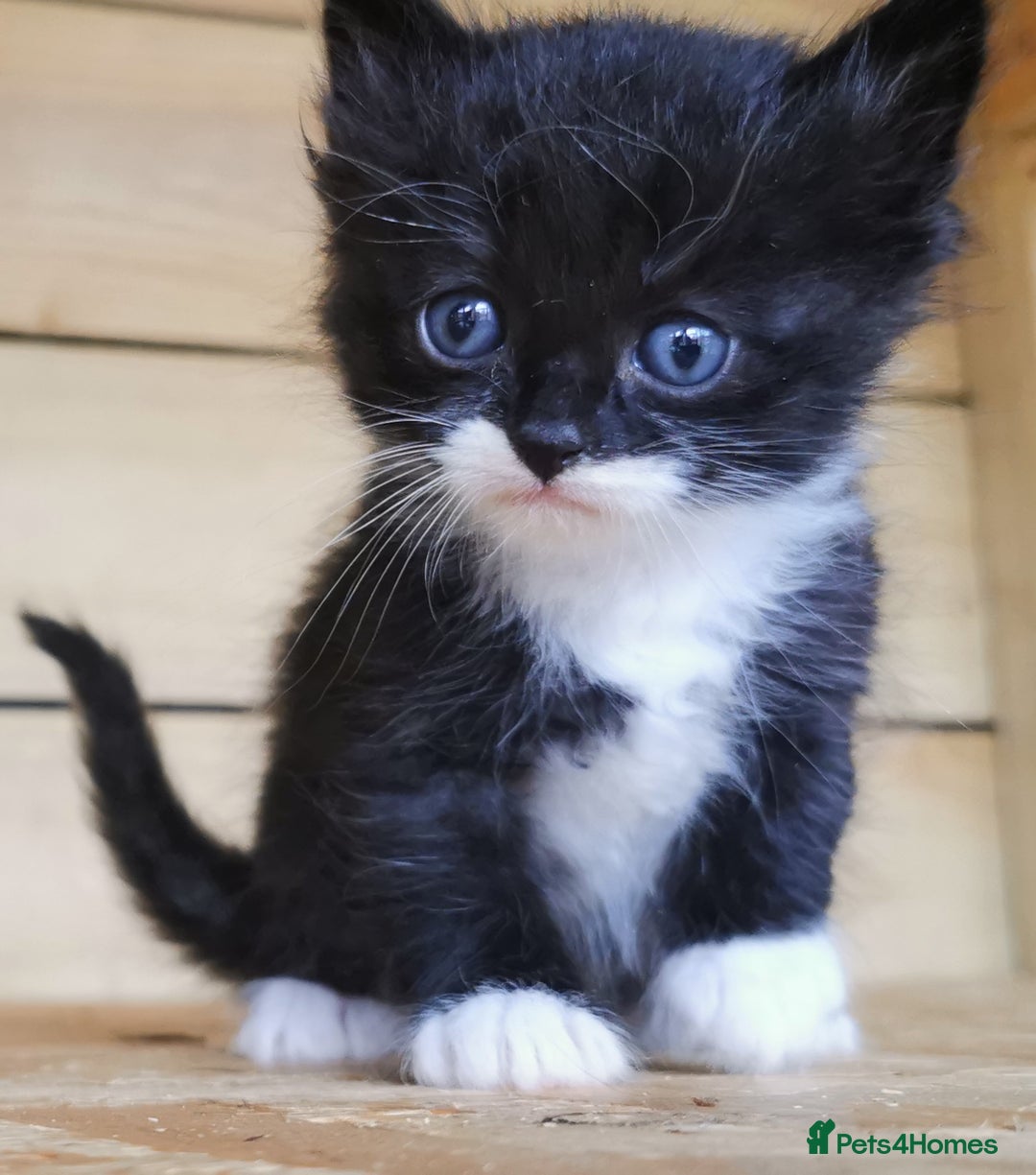 Siberian cats for sale: Registered, Unique Siberian kittens  - Image 7