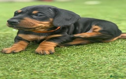 Dachshund dogs for sale: Stunning Dachshund Puppies  - Image 31