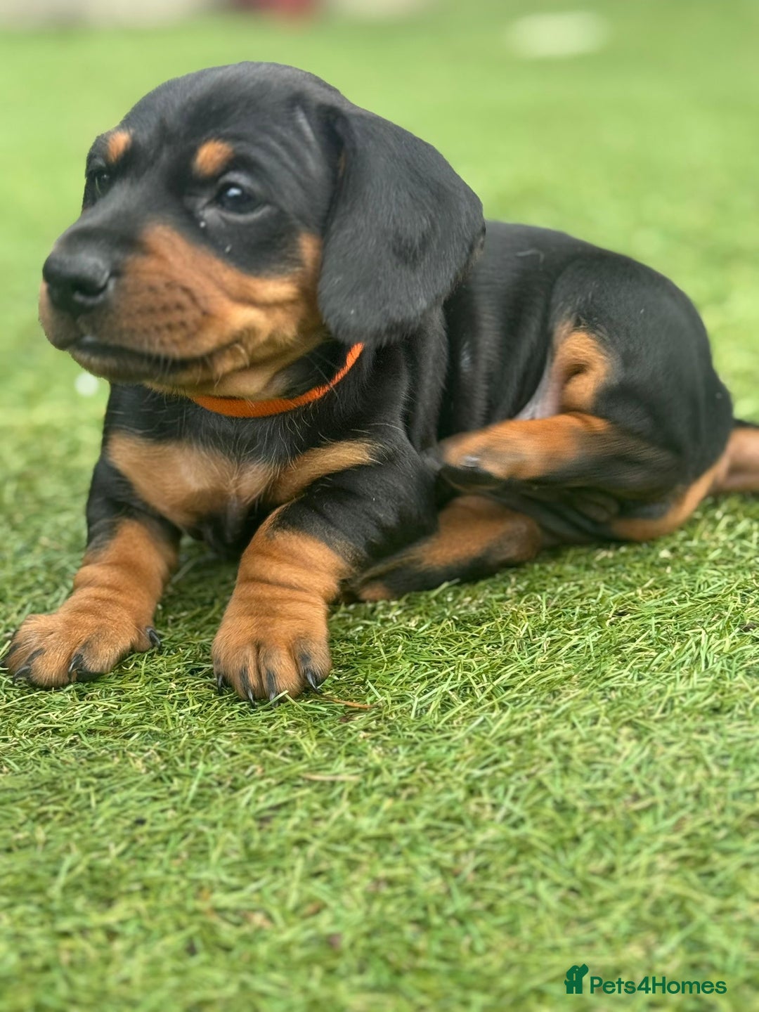 Dachshund dogs for sale: Stunning Dachshund Puppies  - Image 31