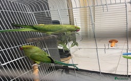 Parrots birds for sale: Indian ringnecks - Image 2